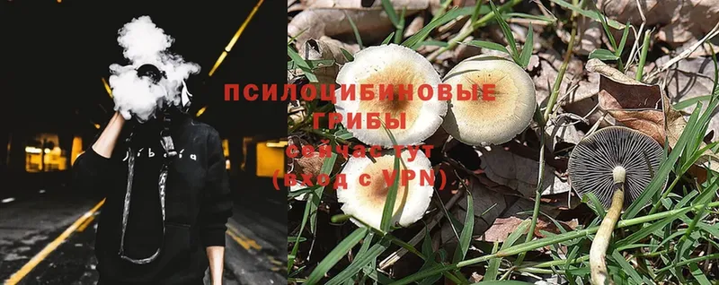 Галлюциногенные грибы Psilocybe  Горячий Ключ 